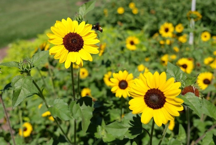 Bringing May flowers and other summer garden tips